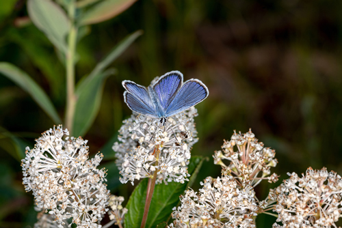 A male Karner Blue Butterfly (Lycaeides melissa samuelis) on the flowers of the New Jersey Tea plant (Ceanothus americanus), a summer food source.
